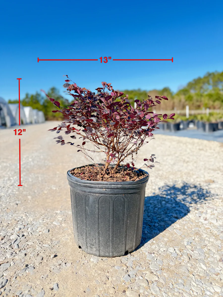 Partial Shade Bushes, Shrubs & Plants