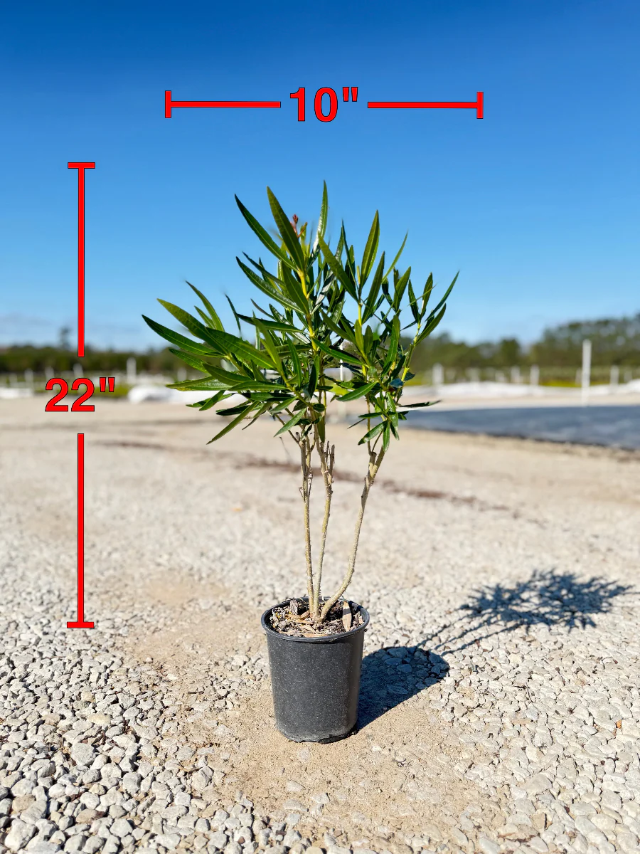 Evergreen Plants